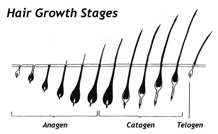 What Are The Stages Of Natural Hair Growth? - For Long, Healthy Natural  Kinky and Curly Hair - Your Dry Hair Days Are Over!